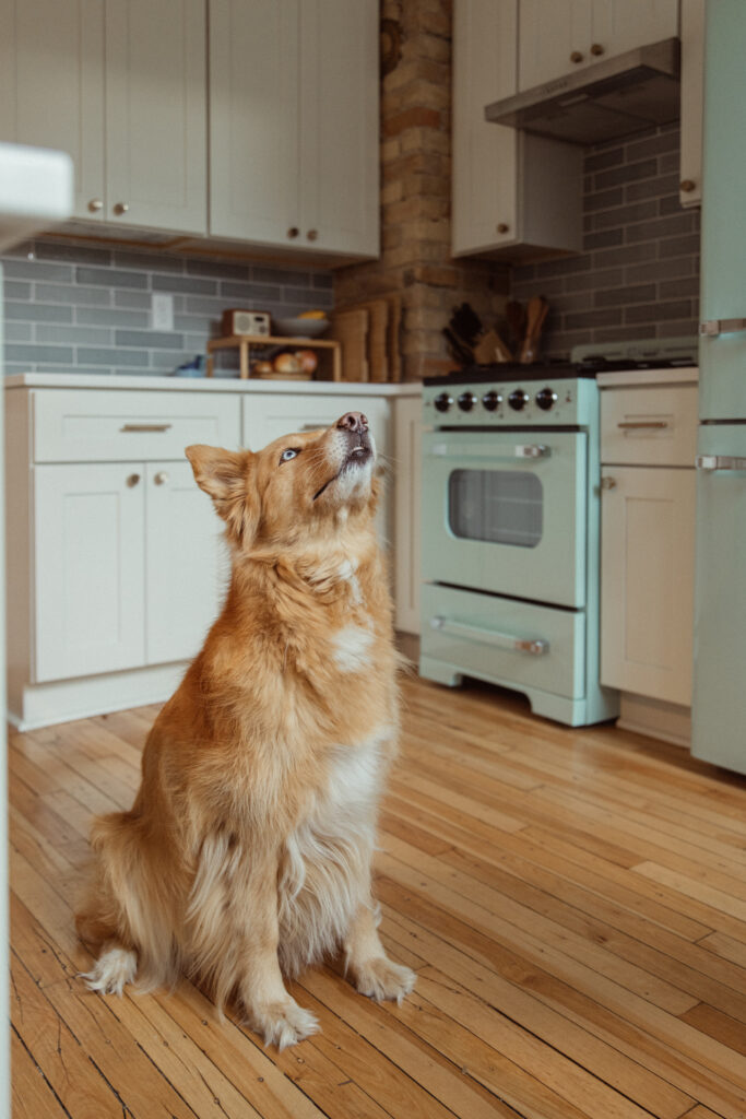 Dog enjoying his new kitchen